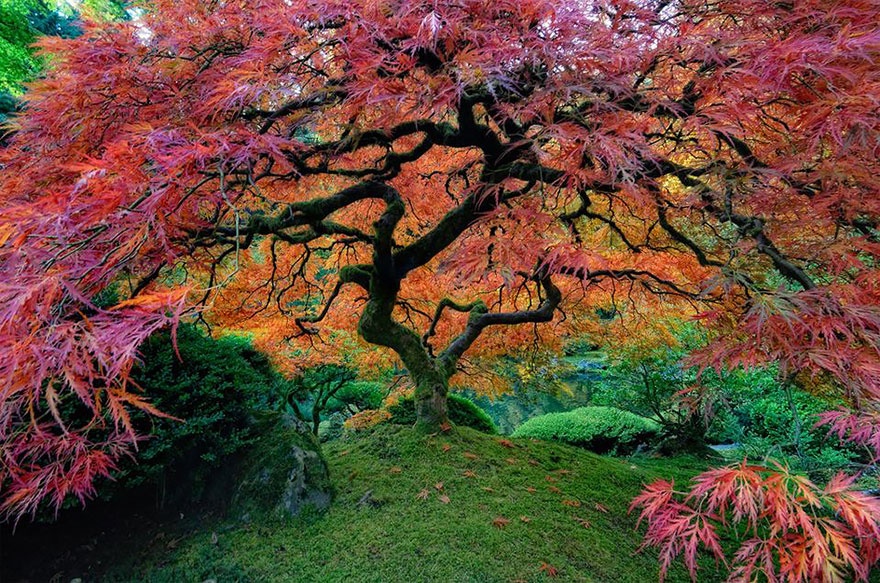 maple-tree
